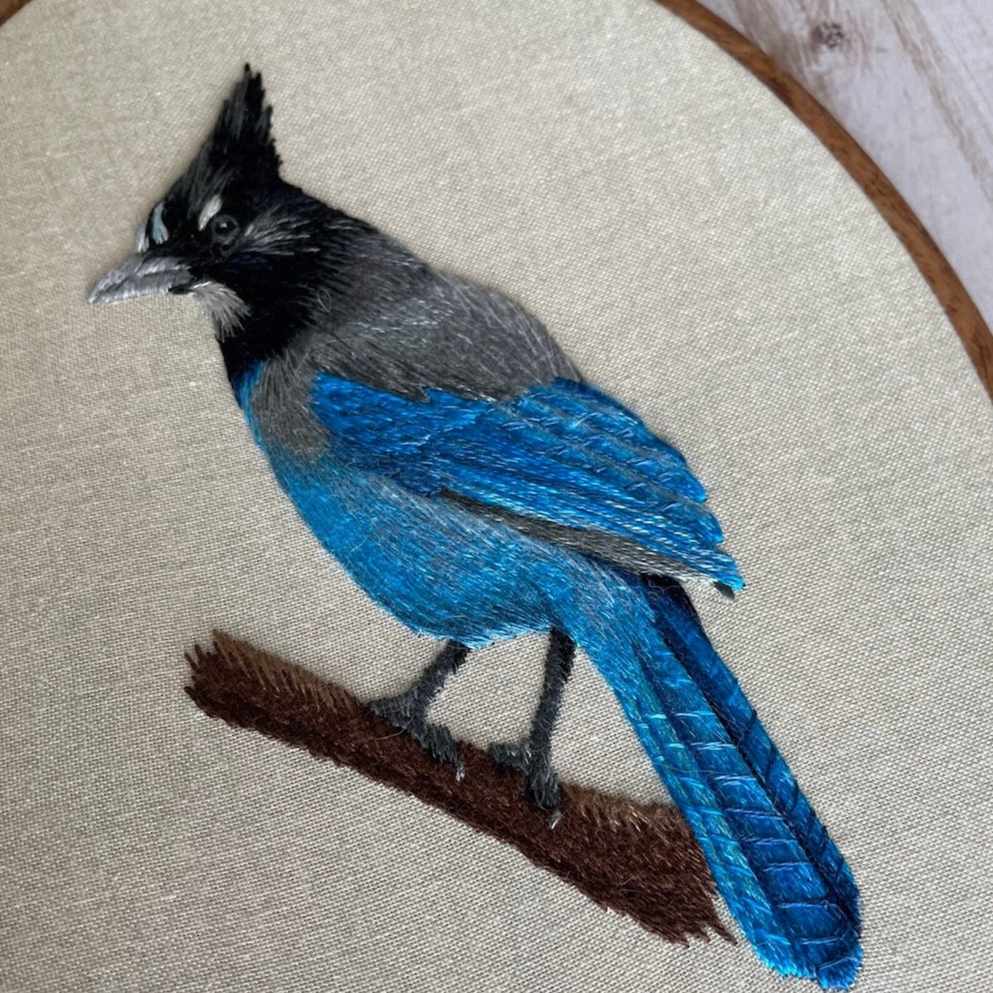 Stellar's Jay PDF Pattern